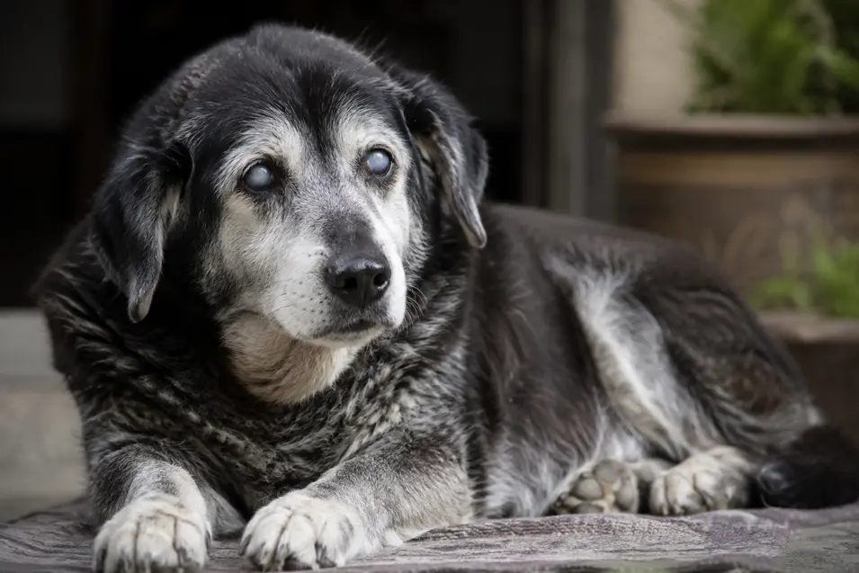 An elderly blind dog with cloudy eyes and a graying muzzle rests peacefully on a porch, capturing the quiet beauty and dignity of senior dogs.