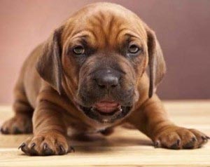 Picture of a brown puppy