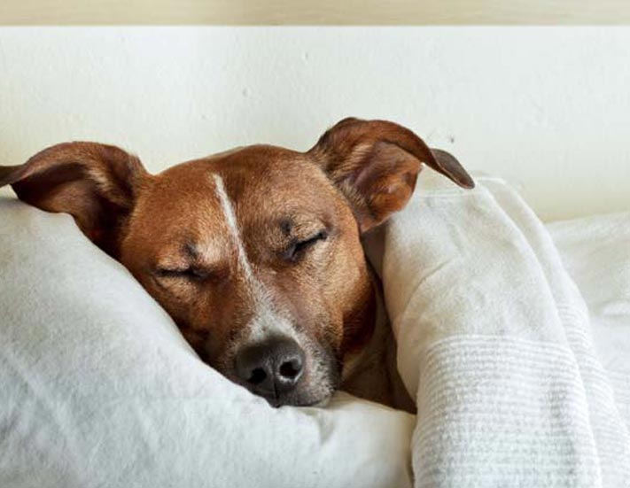 Picture of a dog sleeping