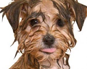 Picture of a wet dog