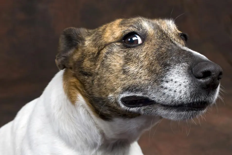 Close-up portrait of a brown-and-white dog with a brindle face, glancing sideways with a wide-eyed, uncertain expression. The dog is set against a dark, blurred background that emphasizes its facial features and curious look.