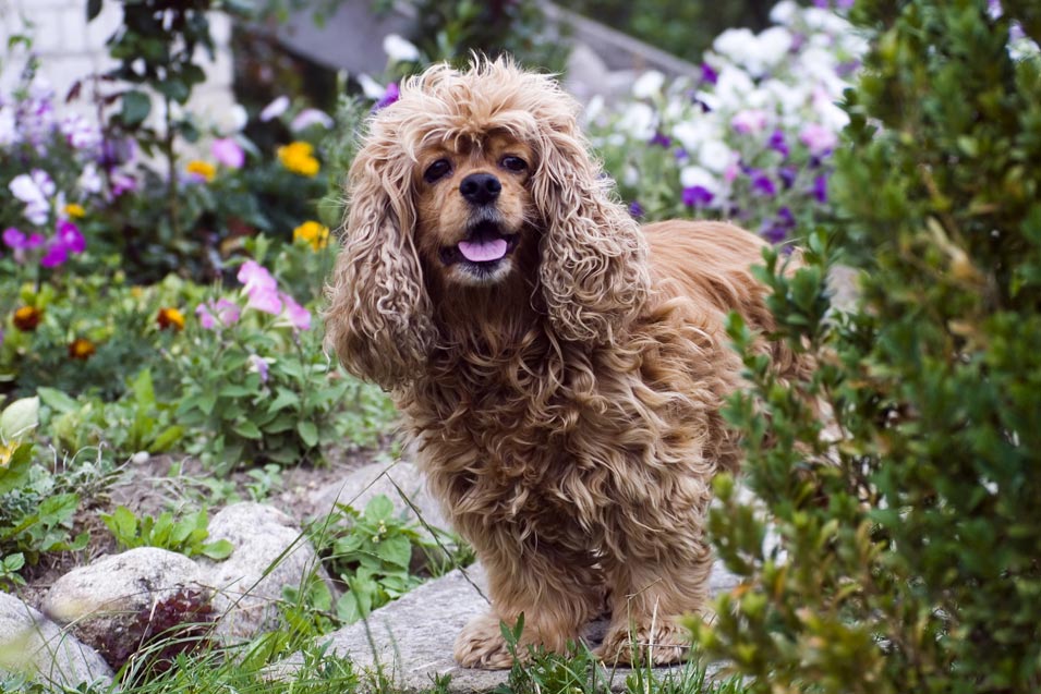 Picture of a older dog in the garden