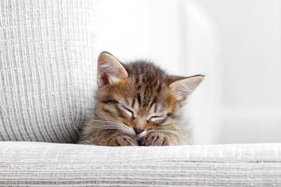 Picture of kitten on the sofa