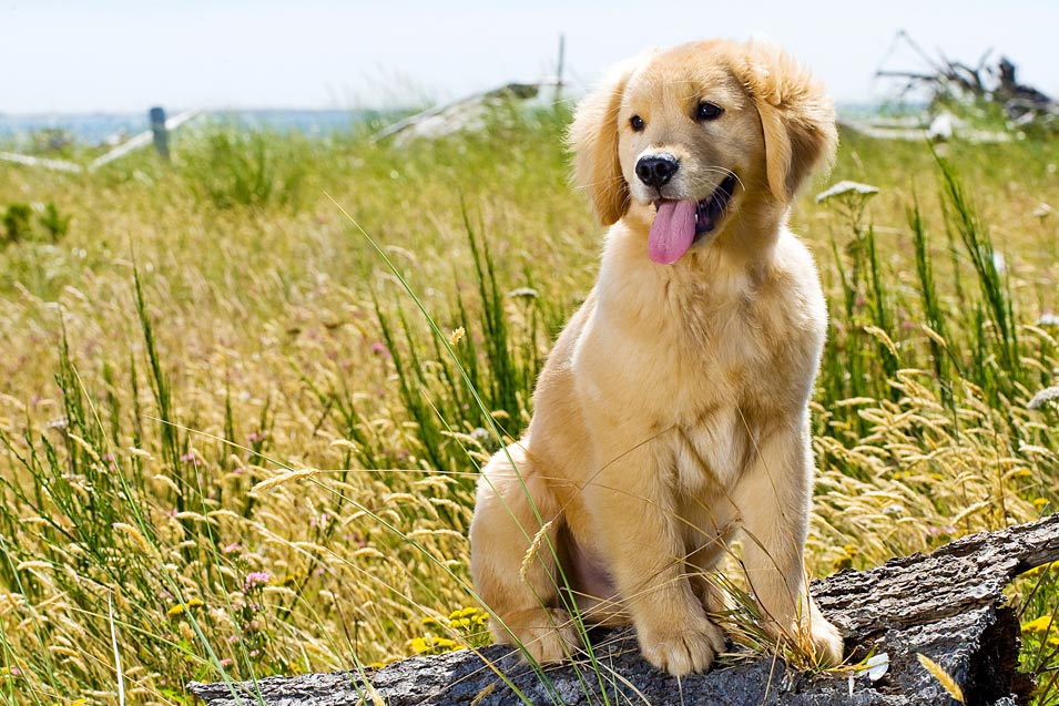 Picture of a Golden Retriever puppy outside