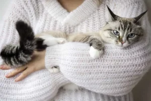 Why Cats Bite