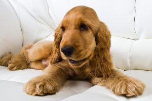 Picture of puppy on a leather sofa