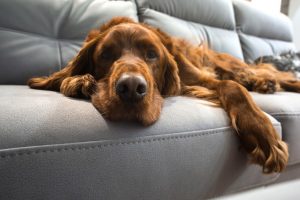 Picture of a dog relaxing on a leather sofa