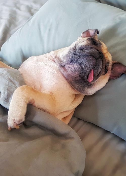 Picture of a pug sleeping in the bedroom