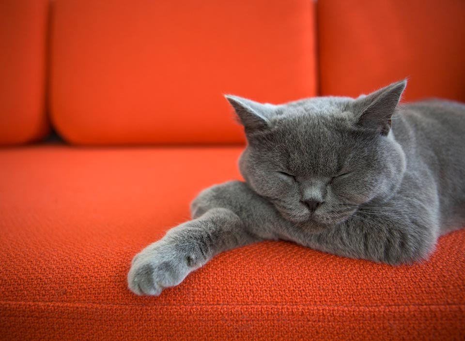 Picture of a cat sleeping on a orange fabric sofa
