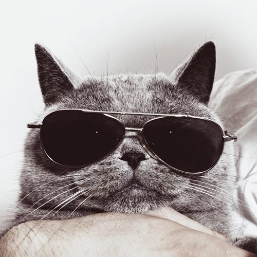 Picture of a cat wearing dark glasses