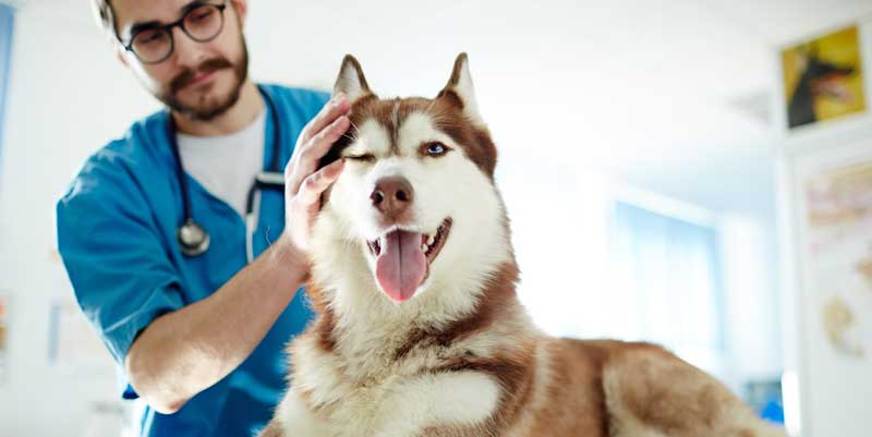 Picture of a husky at the vet
