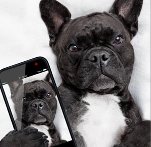 Picture of a dog holding a phone