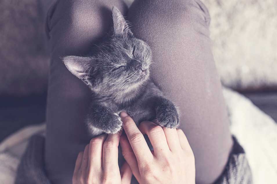 Picture of a grey cat being held
