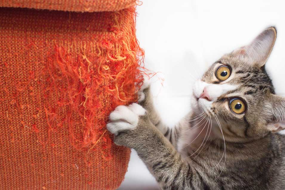 Picture of a cat scratching a orange sofa