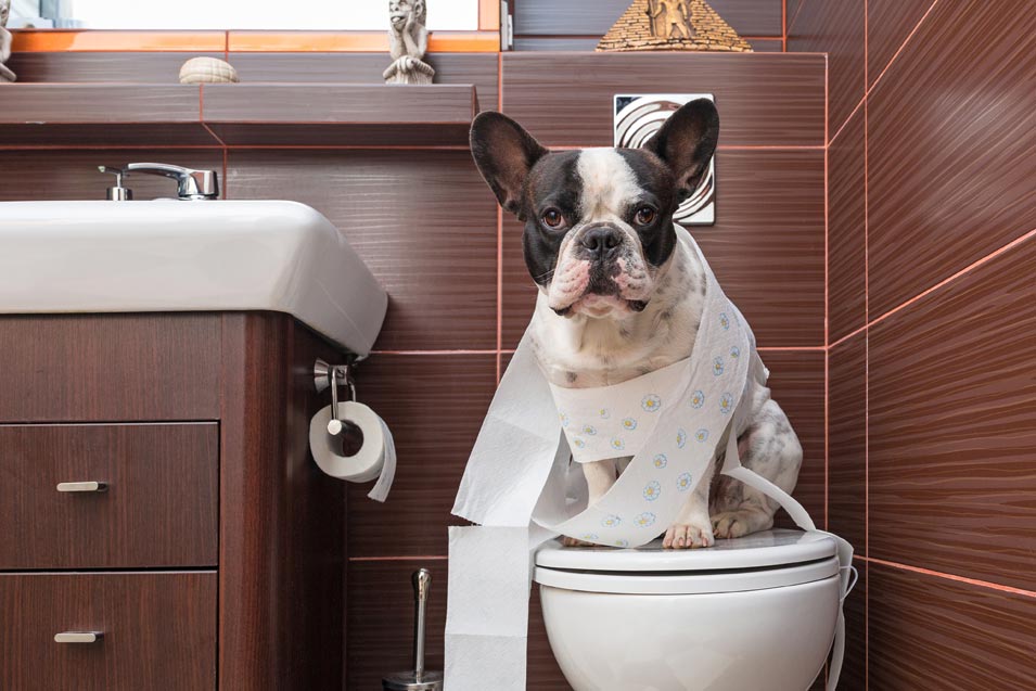Picture of dog sitting on a toilet