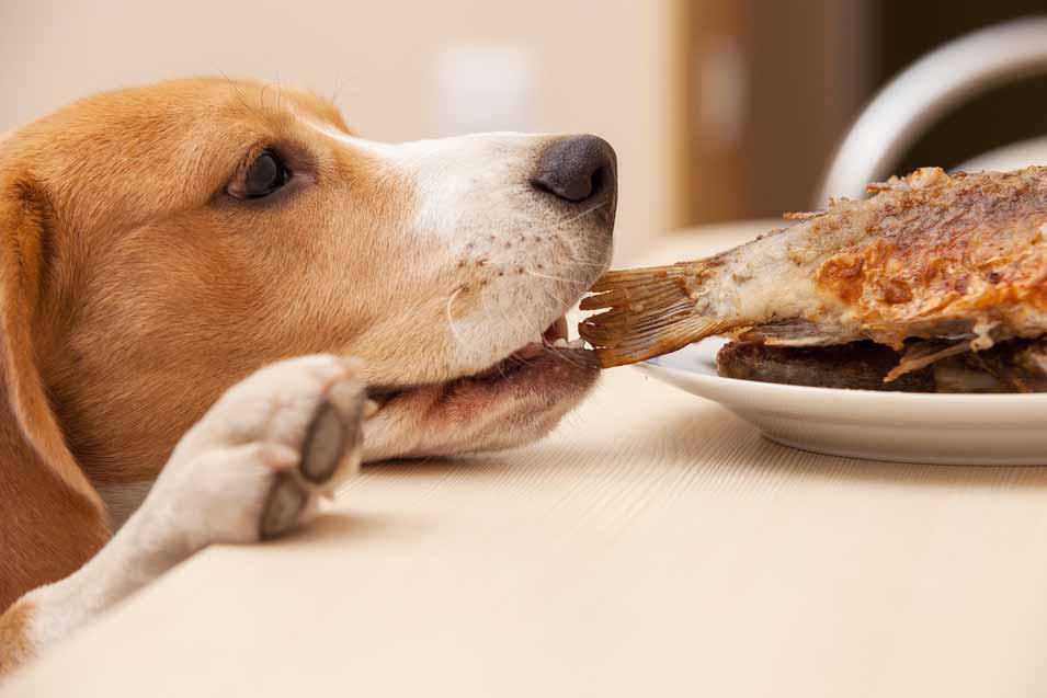 Picture of a dog stealing food from the table