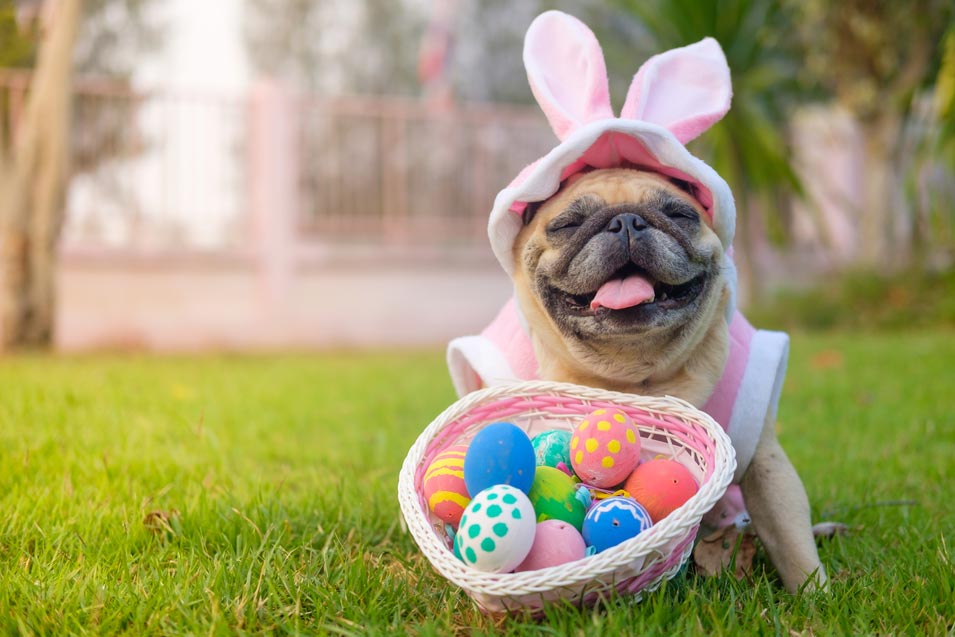 Picture of a dog dressed up a easter