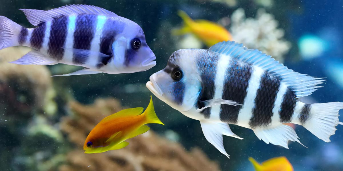 Picture of frontosa cichlid fish in an aquarium