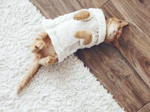 Picture of a cat sleeping on a hardwood floor