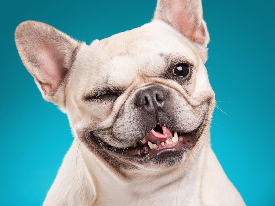 Picture of French Bulldog on a blue background