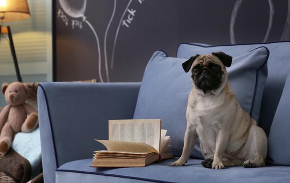 Picture of of a pug on a blue sofa