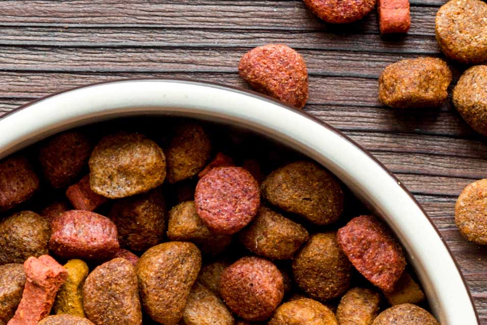 Picture of of dog food in a dog bowl