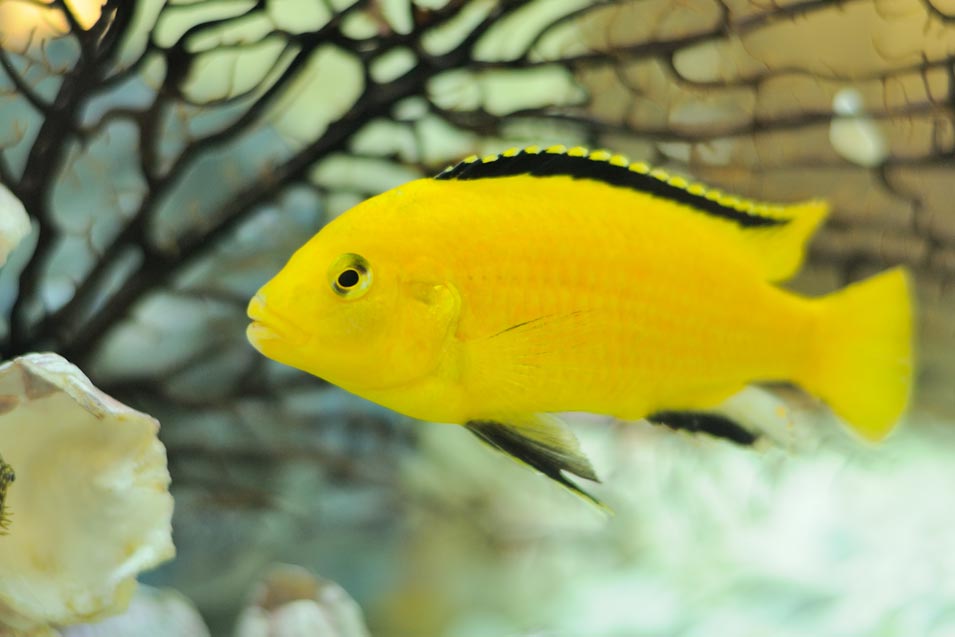 Picture of a African Cichlid