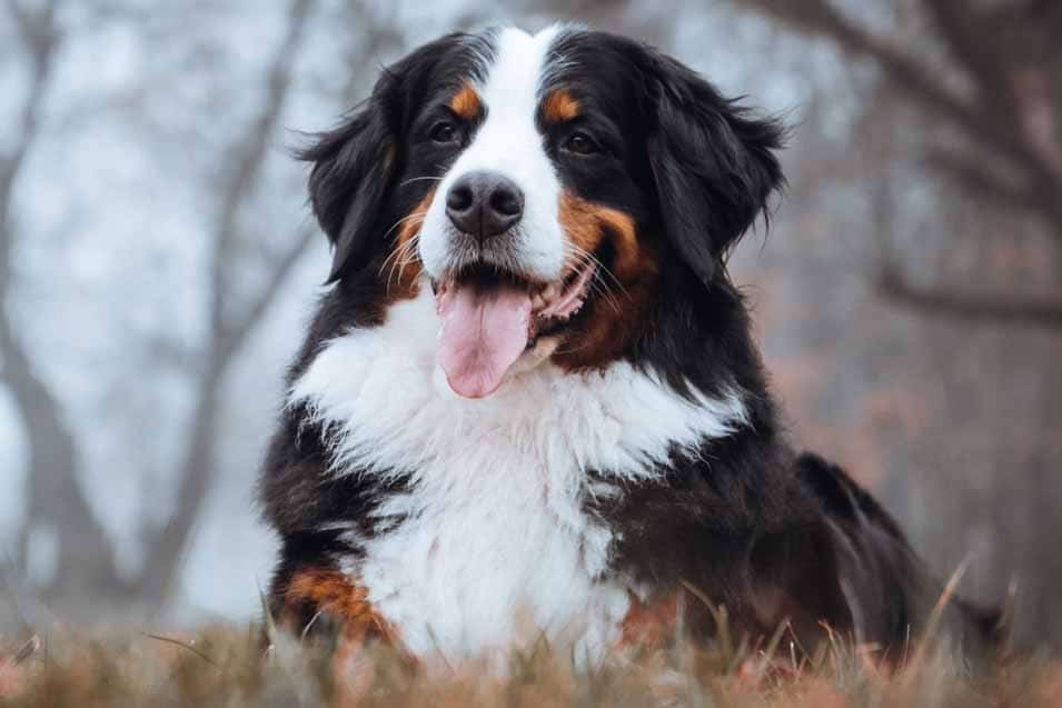 Bernese Mountain Dog in the woods
