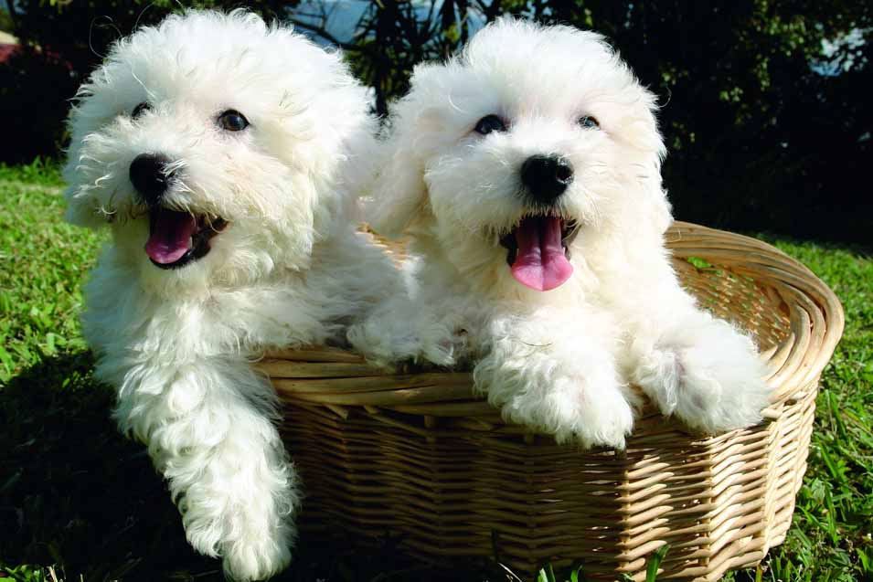 Picture of Bichon Frise puppies in a basket