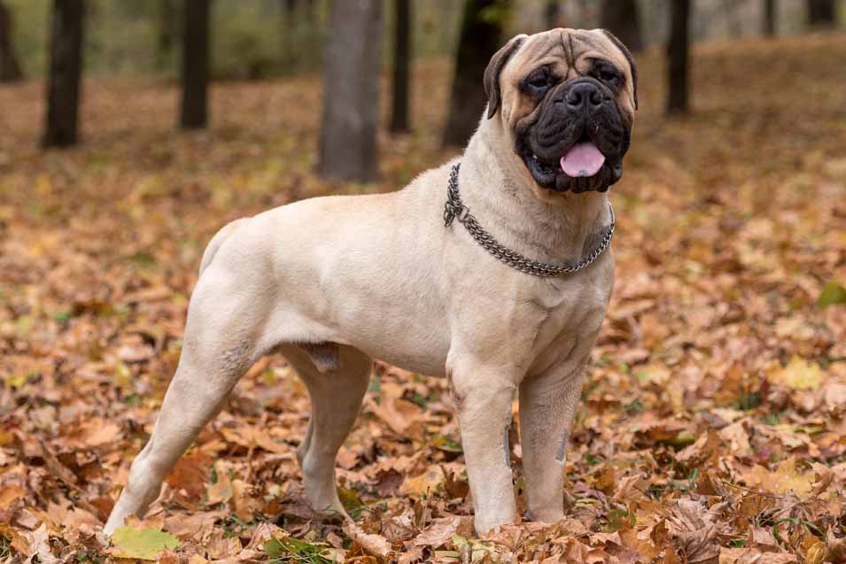 Picture of a Bullmastiff in leaves