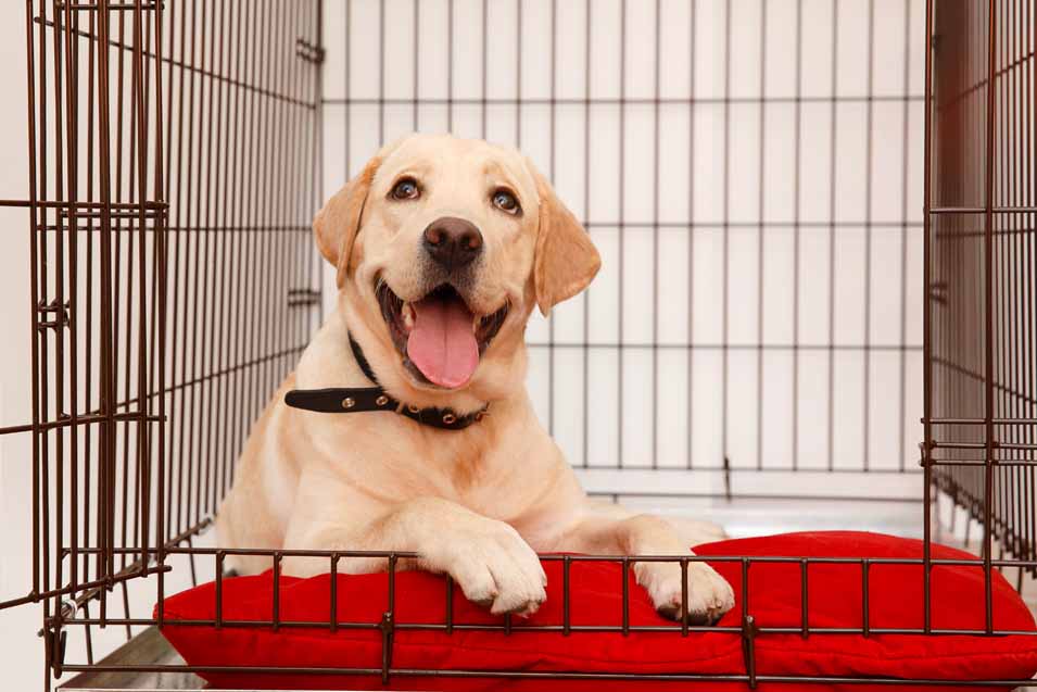 Picture of a Labrador in a crate