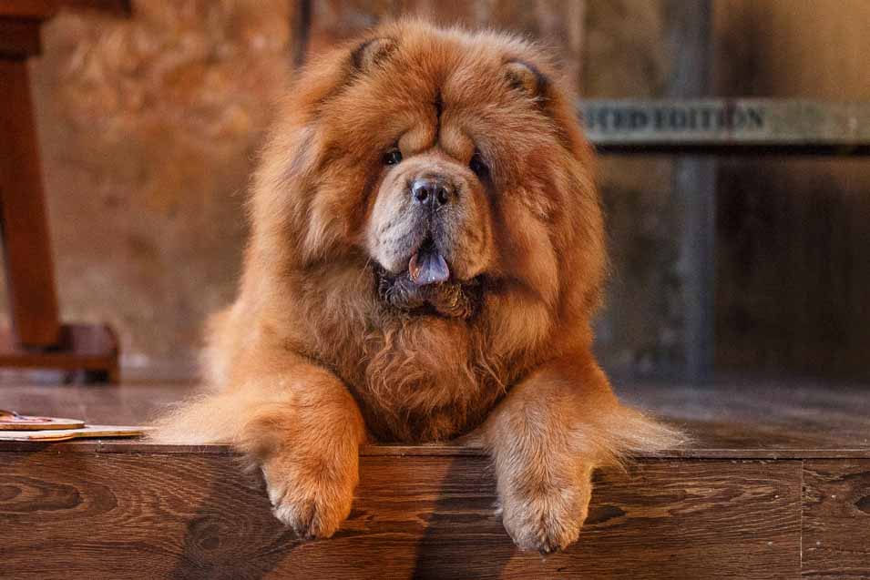 Picture of a Chow Dog