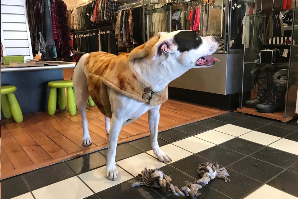 Picture of Pit Bull in a Store in Calgary