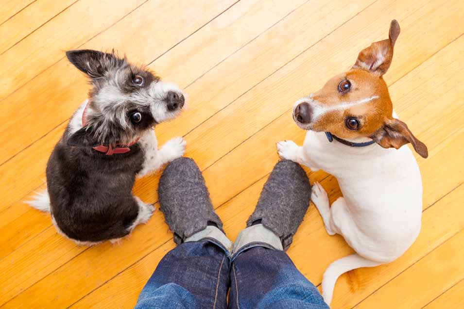 Picture of of dogs on hardwood floor