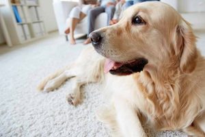 Picture of Golden Retriever in the living room