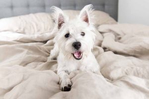 Picture of a white dog on the bed