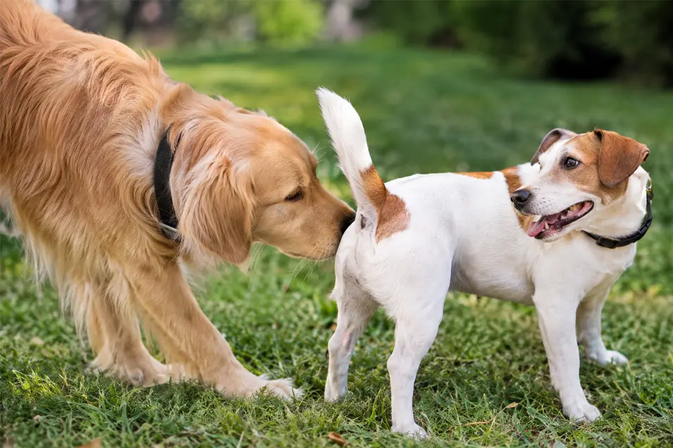 A curious Golden Retriever greets a Jack Russell Terrier with a friendly sniff, showcasing a natural canine greeting in a sunny park.