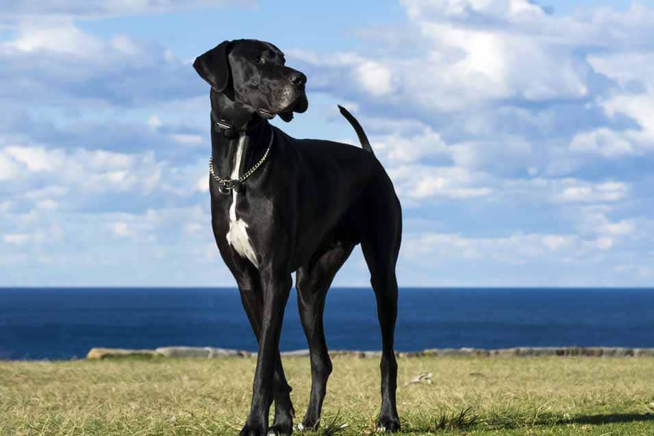 Picture of a Great Dane by the water