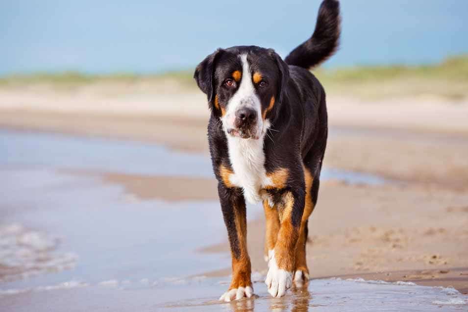 Picture of a Greater Swiss Mountain Dog a the beach