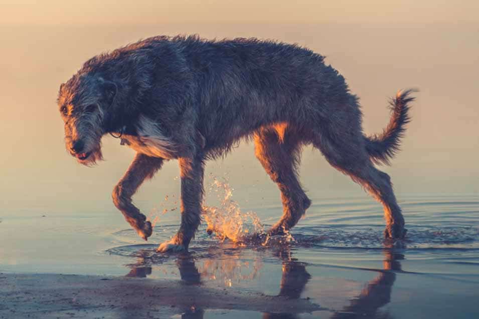 Picture of a Irish Wolfhound at the beach