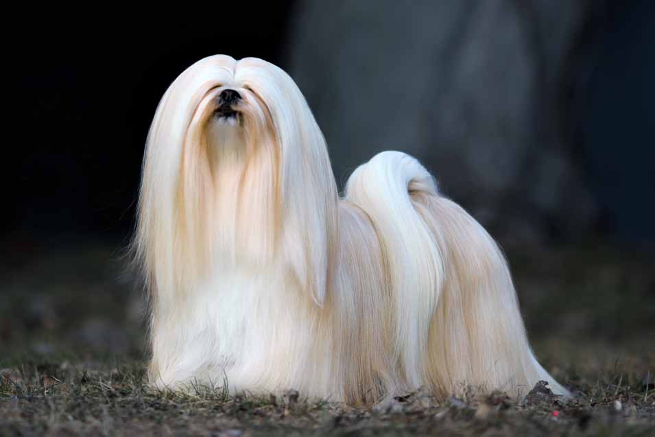 Picture of a Lhasa Apso on black background