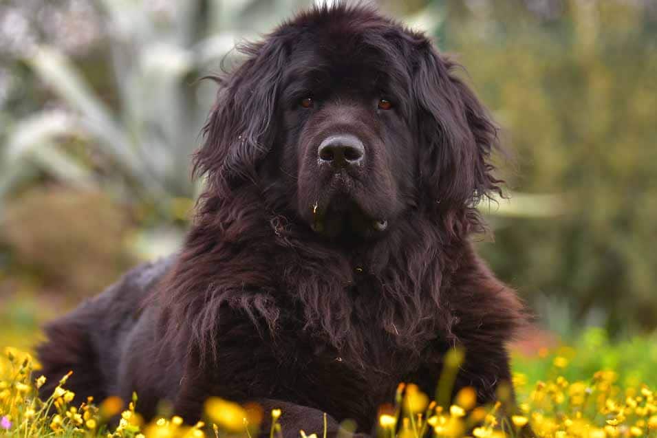 Picture of a Newfoundland Dog outside