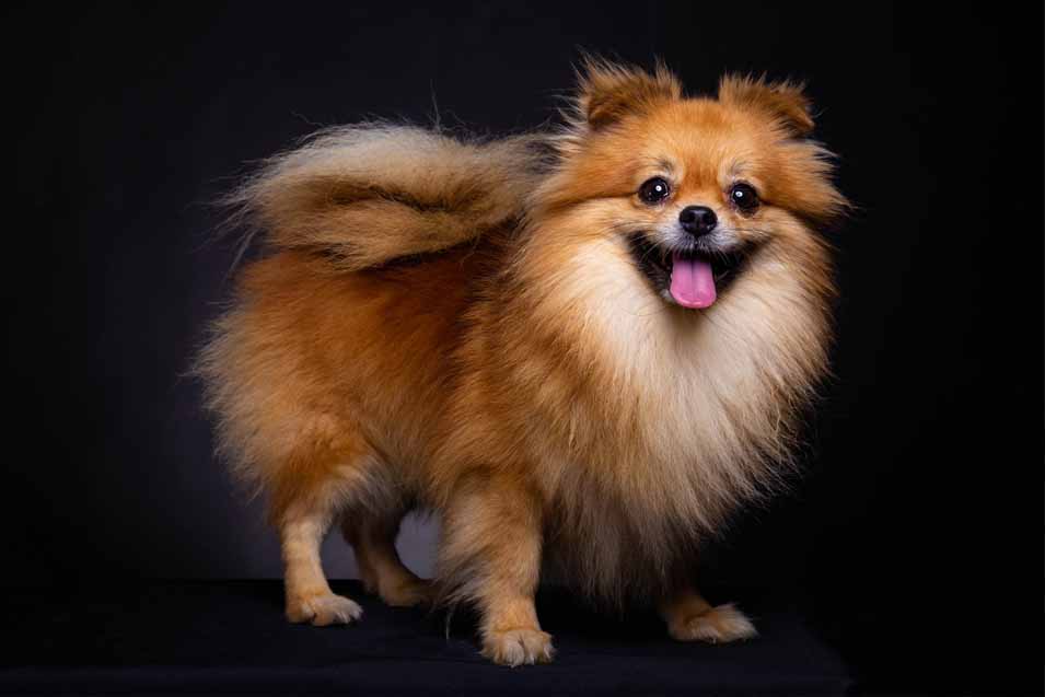 Picture of a Pomeranian on a black background