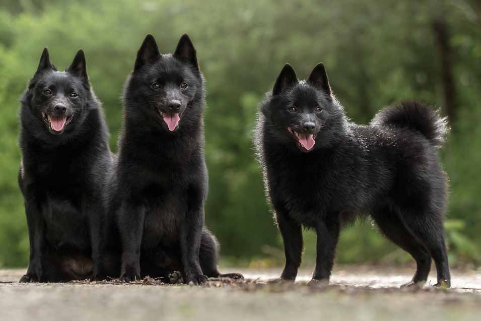 Picture of a group of Schipperke