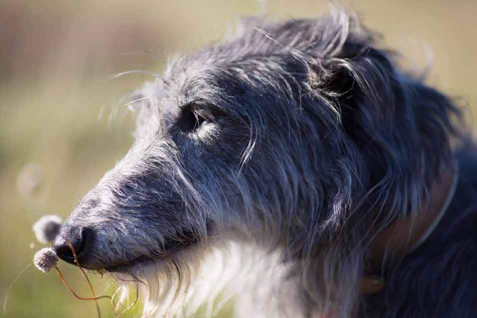 Picture of a Scottish Deerhound