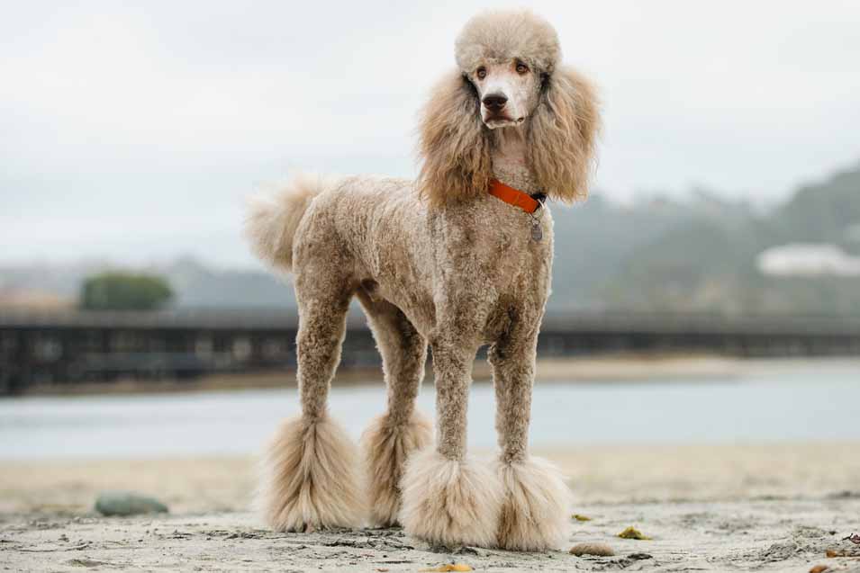 Picture of a Standard Poodle