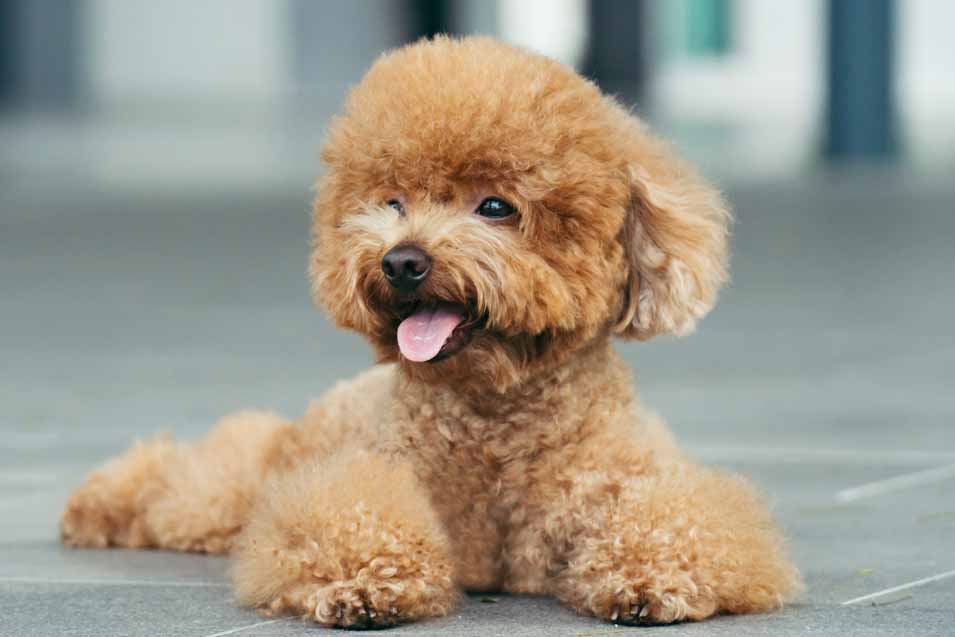 Picture of a Toy Poodle 