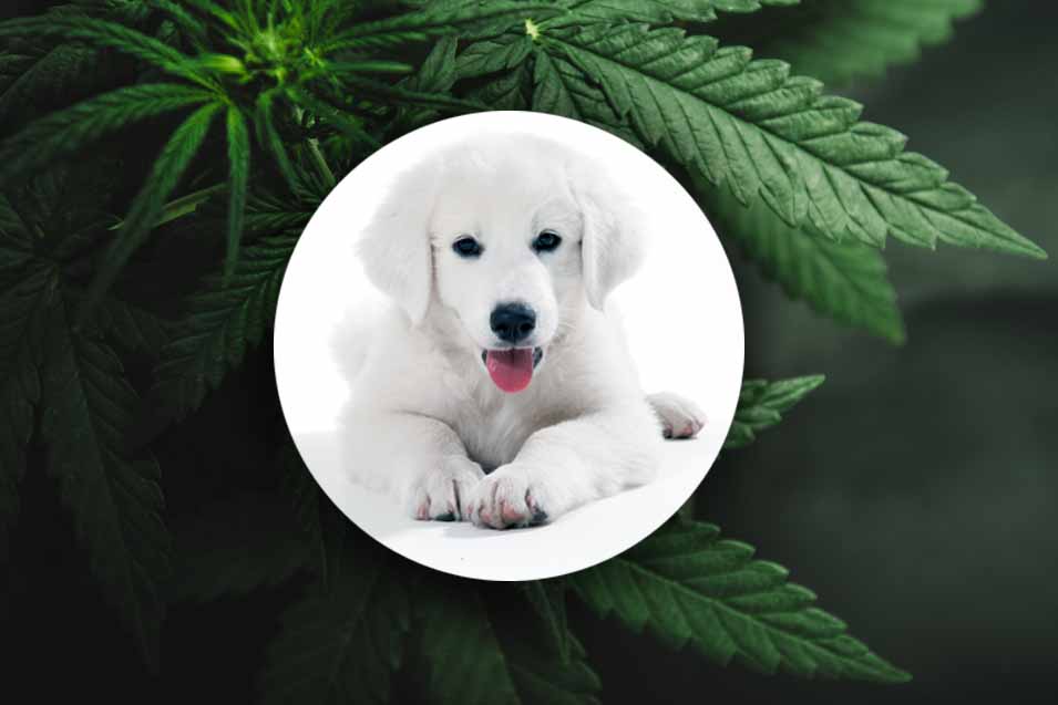 Picture of dog and cannabis