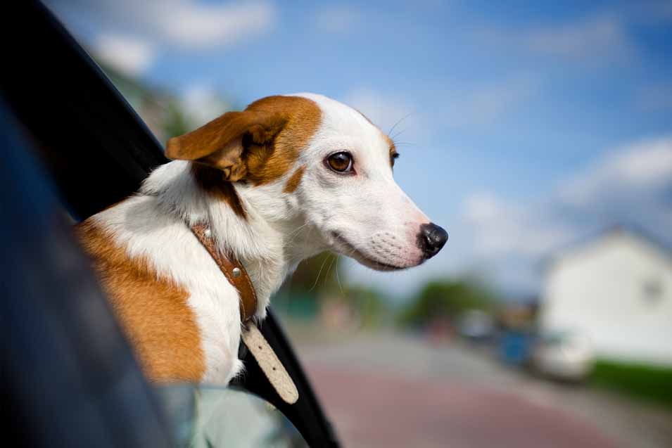 Picture of dog in a car