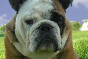 Image of a grumpy bulldog